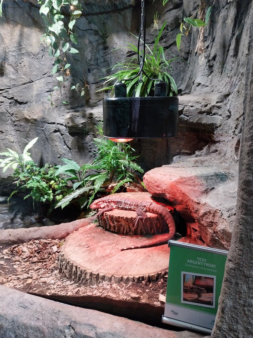 South America House - Argentine Black and White Teju (Salvator merianae)