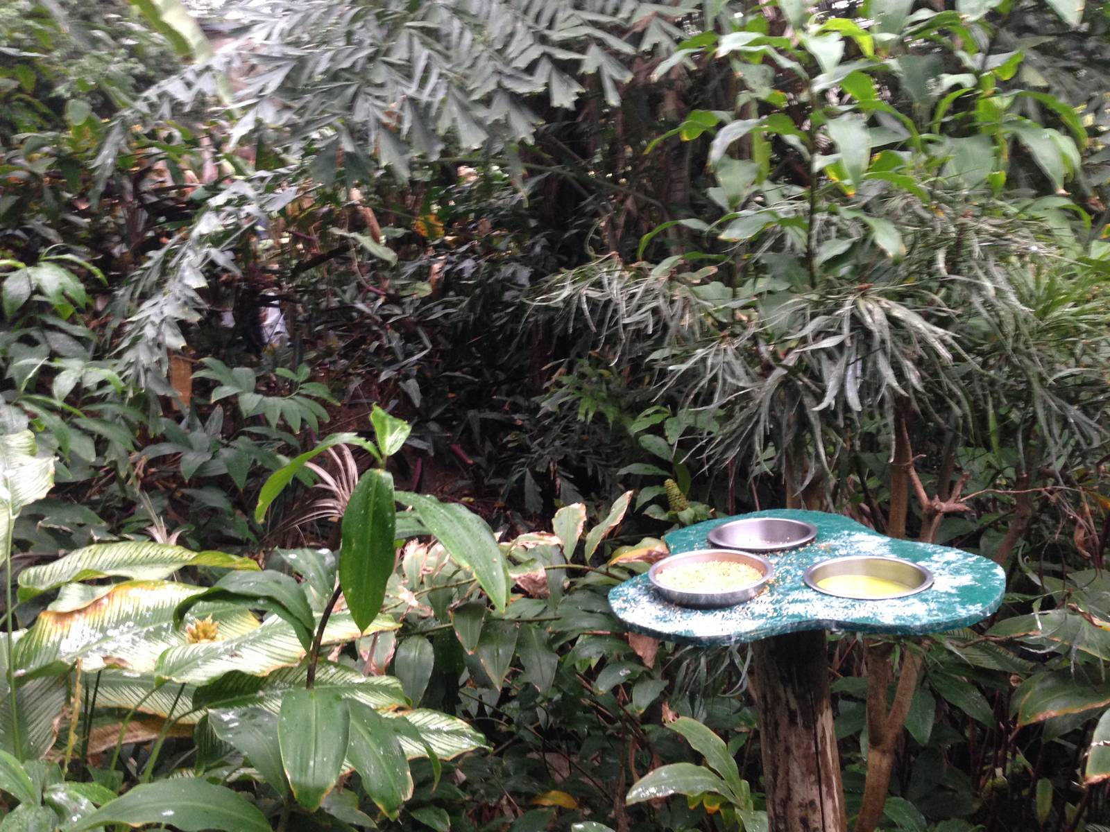 South America House at Tropical World - 02/10/2013