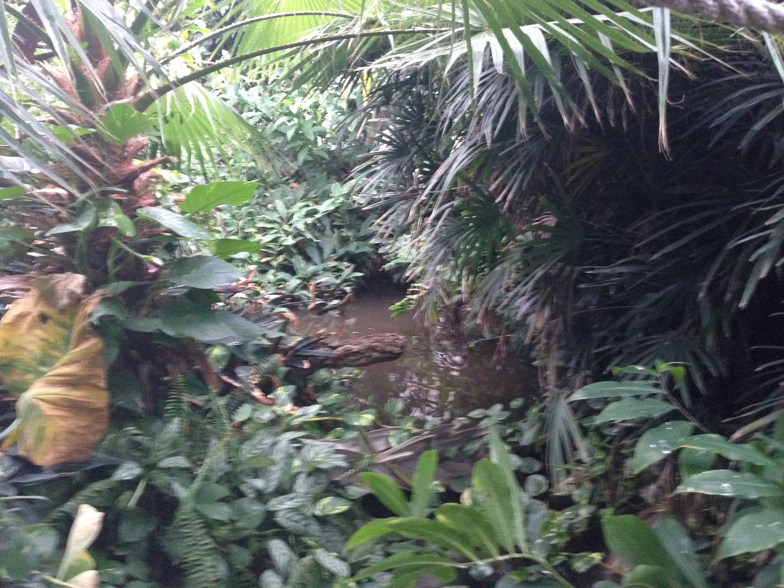 South America House at Tropical World - 02/10/2013