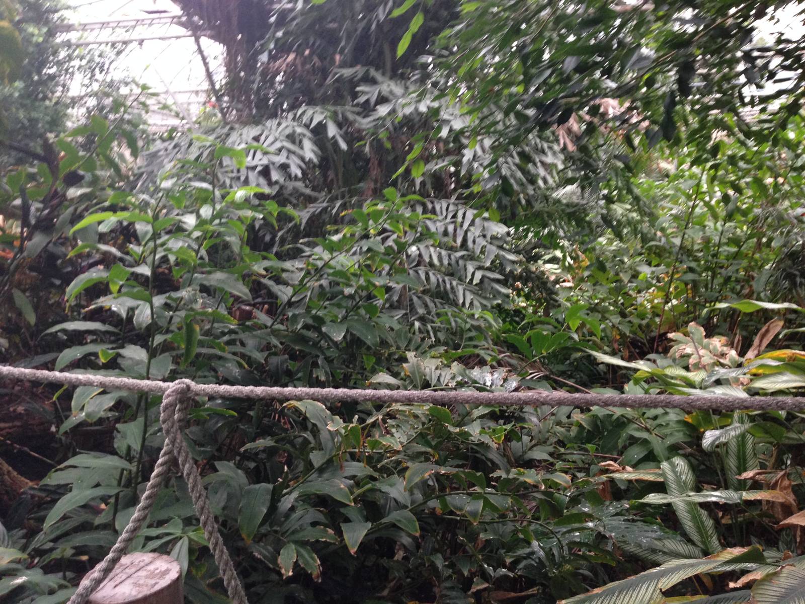 South America House at Tropical World - 02/10/2013