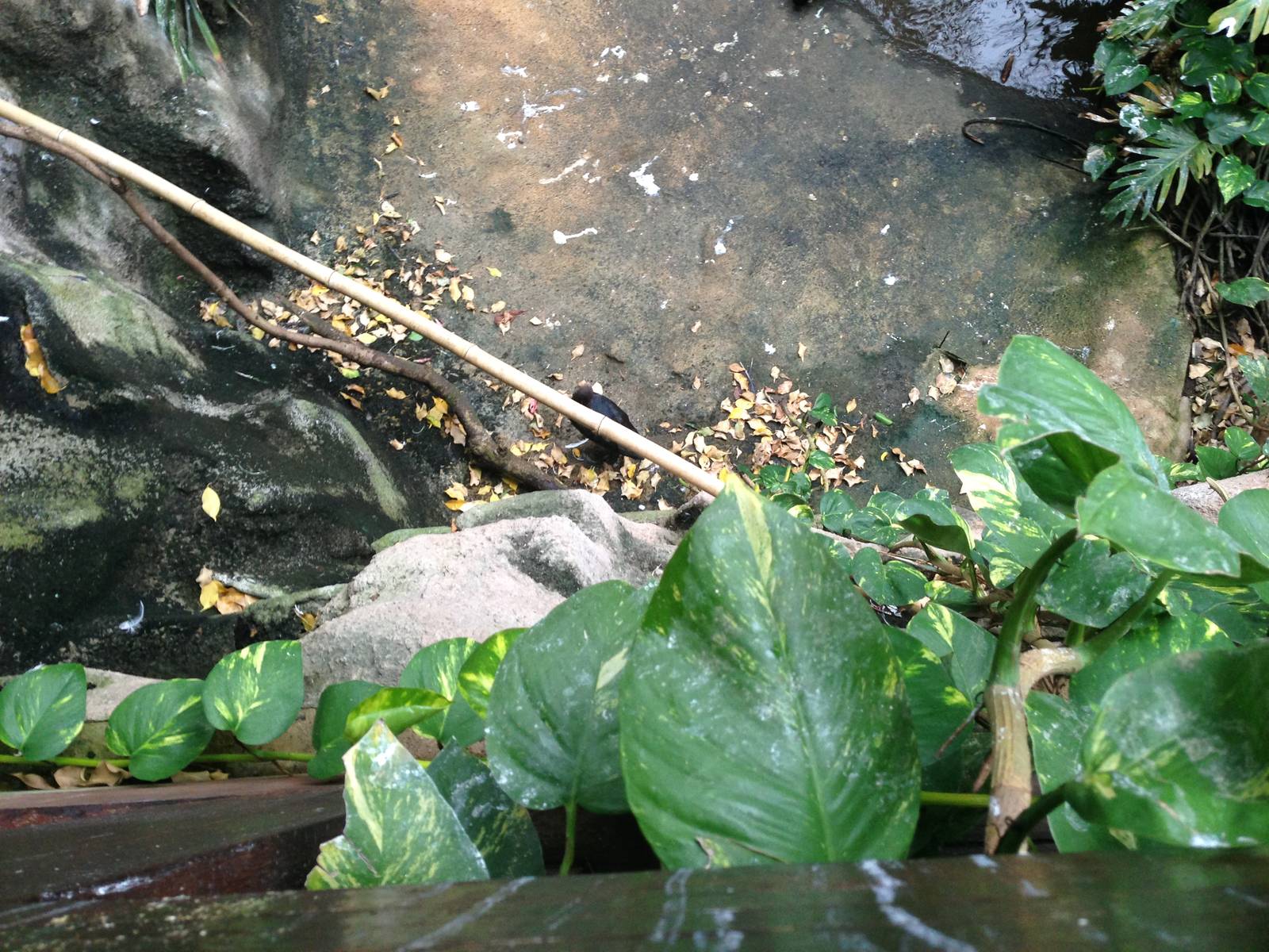 South America House at Tropical World - 02/10/2013