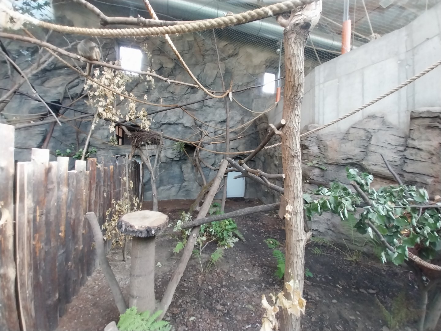 South America House - Black Howler Monkey (Alouatta caraya)