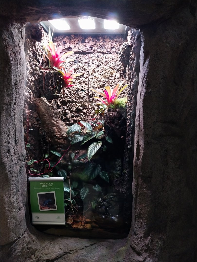 South America House - Blue Poison Dart Frog (Dendrobates tinctorius var. 'azureus'