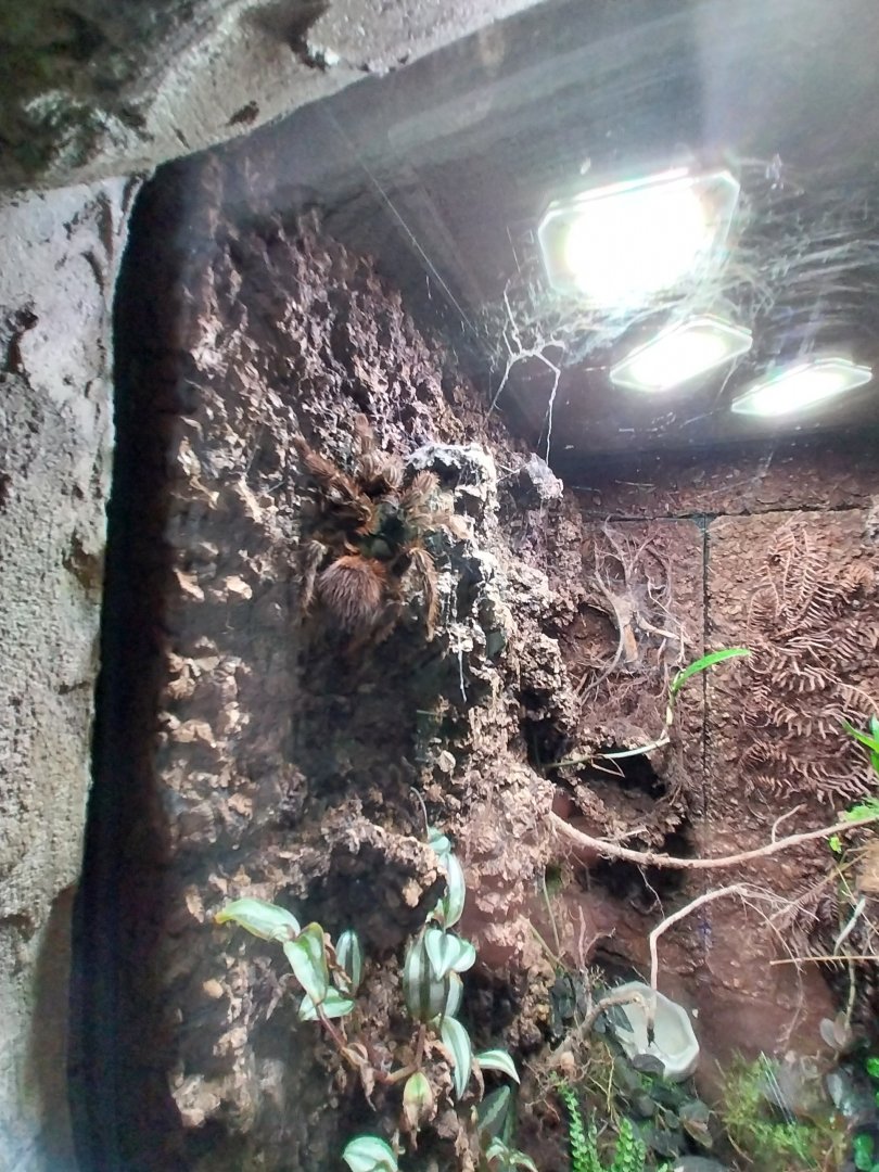 South America House - Brazilian salmon pink bird-eating tarantula (Lasiodora parahybana)