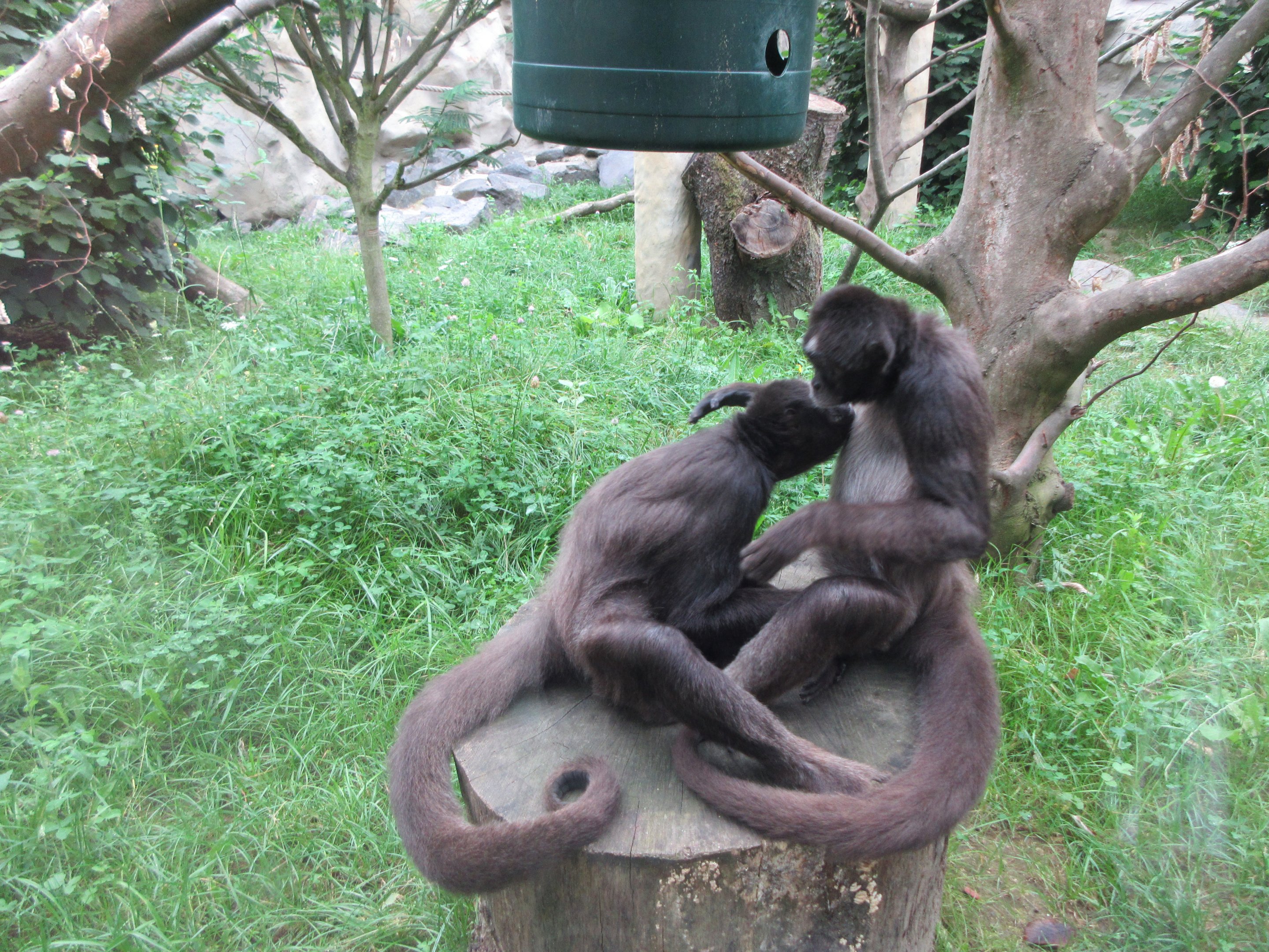 South America House - Brown Spider Monkeys