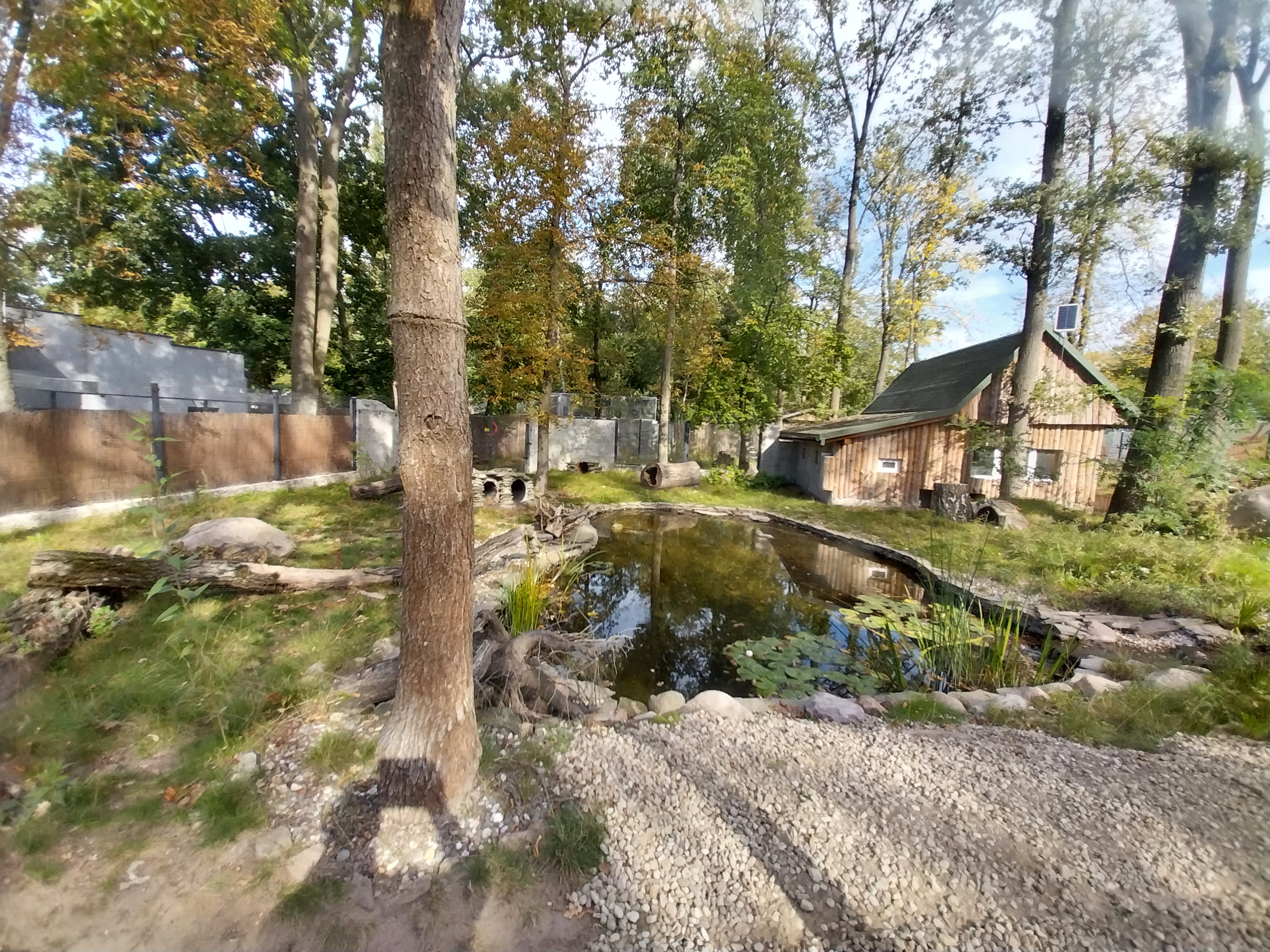 South-America House - Bush dog (Speothos venaticus) enclosure