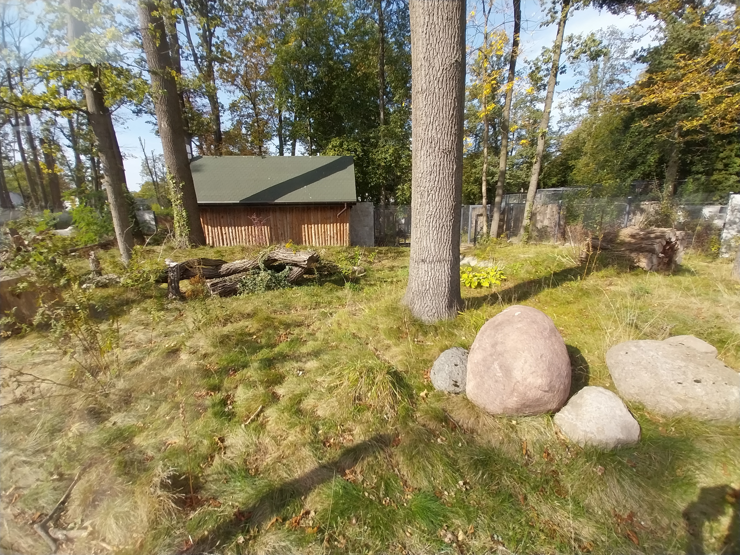 South-America House - Bush dog (Speothos venaticus) enclosure