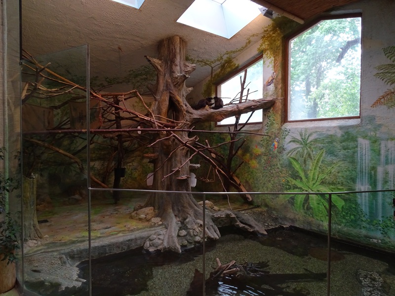 South-America House: Capuchin  monkey indoor enclosure