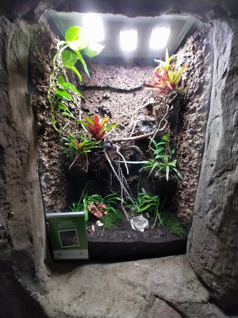 South America House - Curlyhair tarantula (Tliltocatl albopilosus)