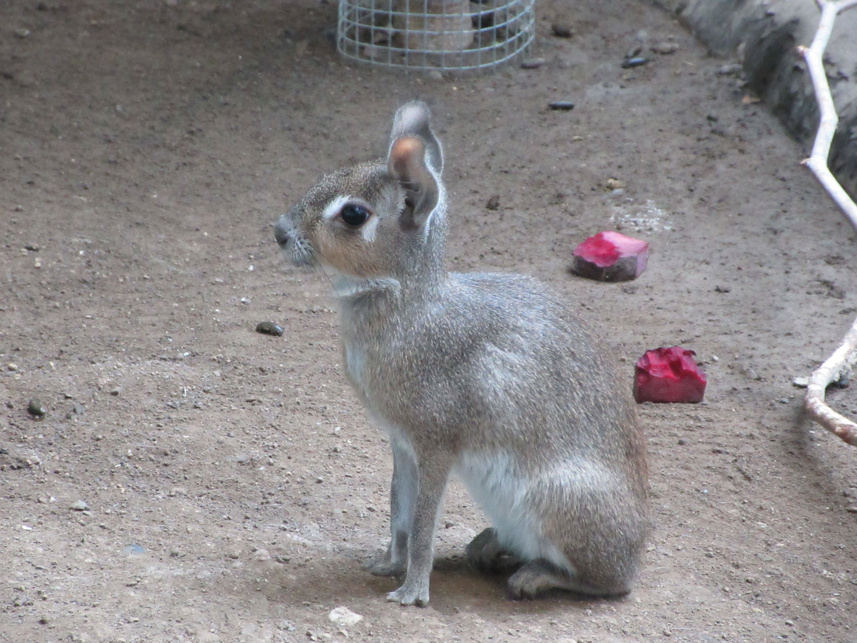 South America House - Dwarf Mara