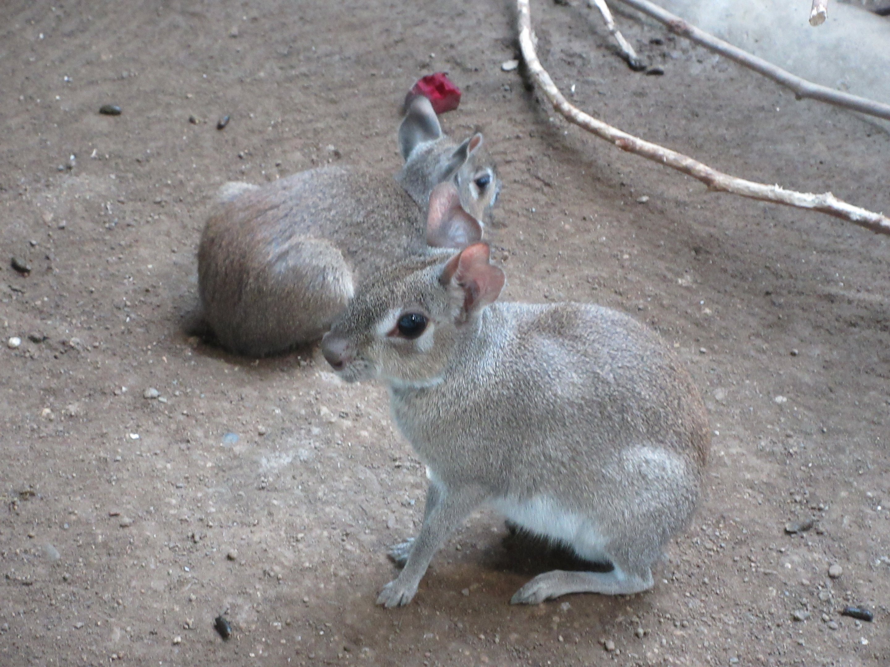 South America House - Dwarf Maras