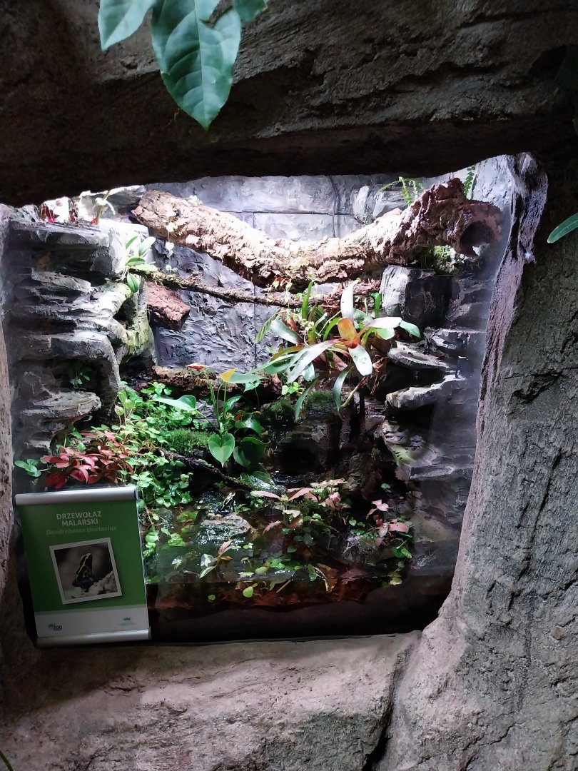 South America House - Dyeing Dart Frog (Dendrobates tinctorius)