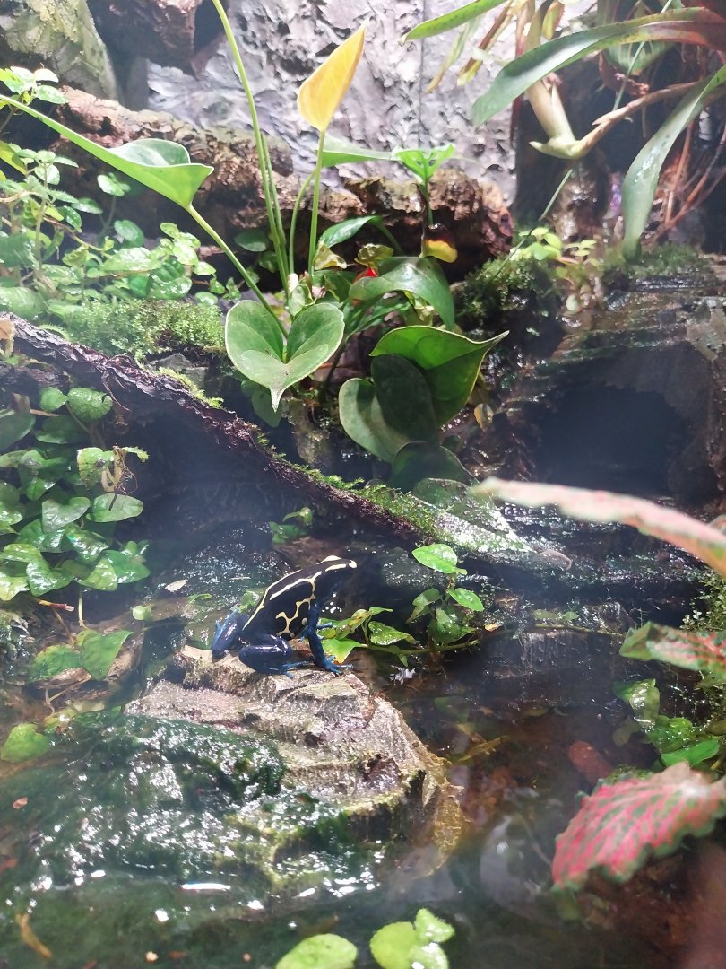 South America House - Dyeing Dart Frog (Dendrobates tinctorius)