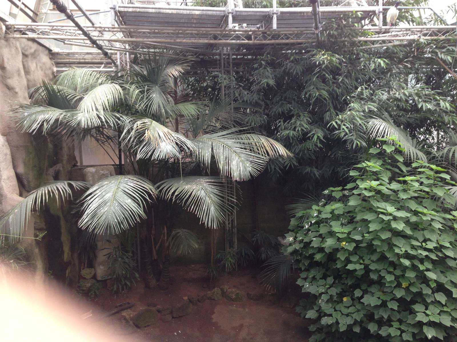 South America House Foliage at Tropical World - 02/10/2013