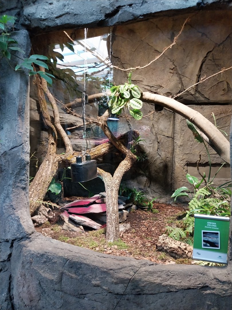 South America House - Giant Ameiva (Ameiva ameiva)