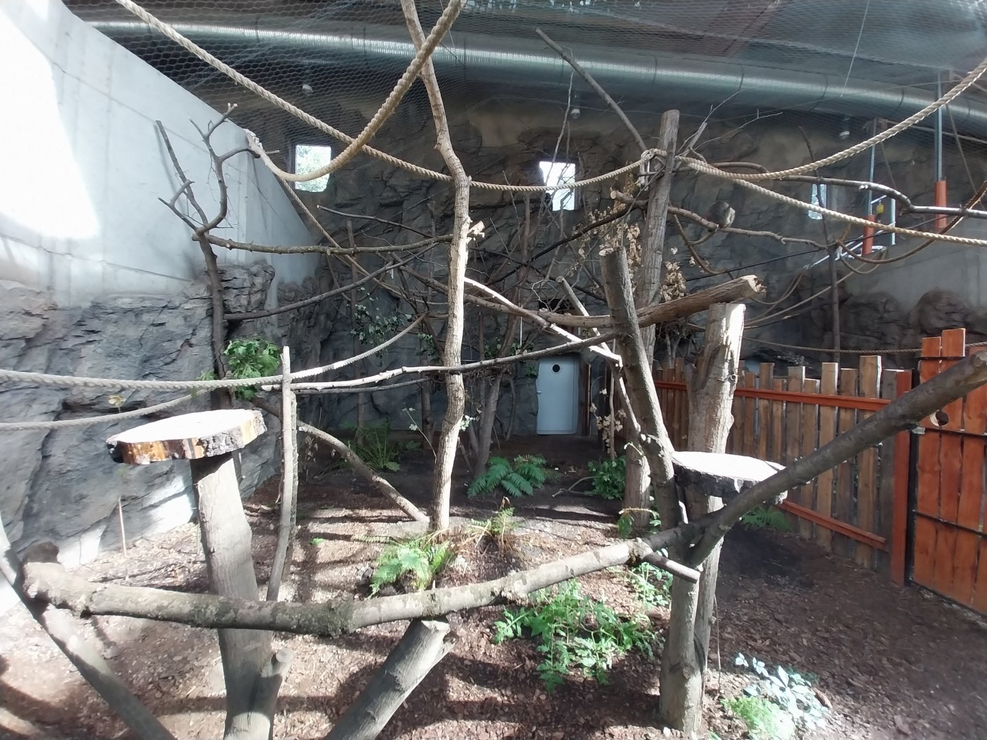 South America House - Giant Anteater (Myrmecophaga tridactyla) and Bearded Emperor Tamarin (Saguinis imperator subgrisescens)