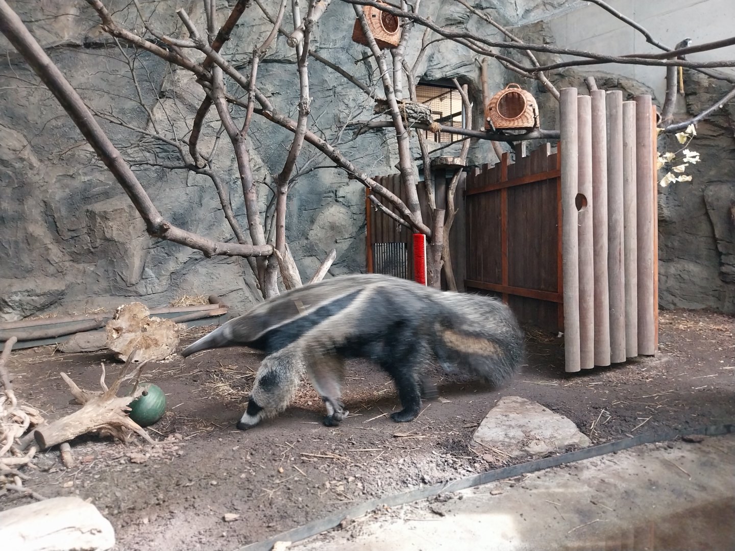 South America House - Giant Anteater (Myrmecophaga tridactyla)