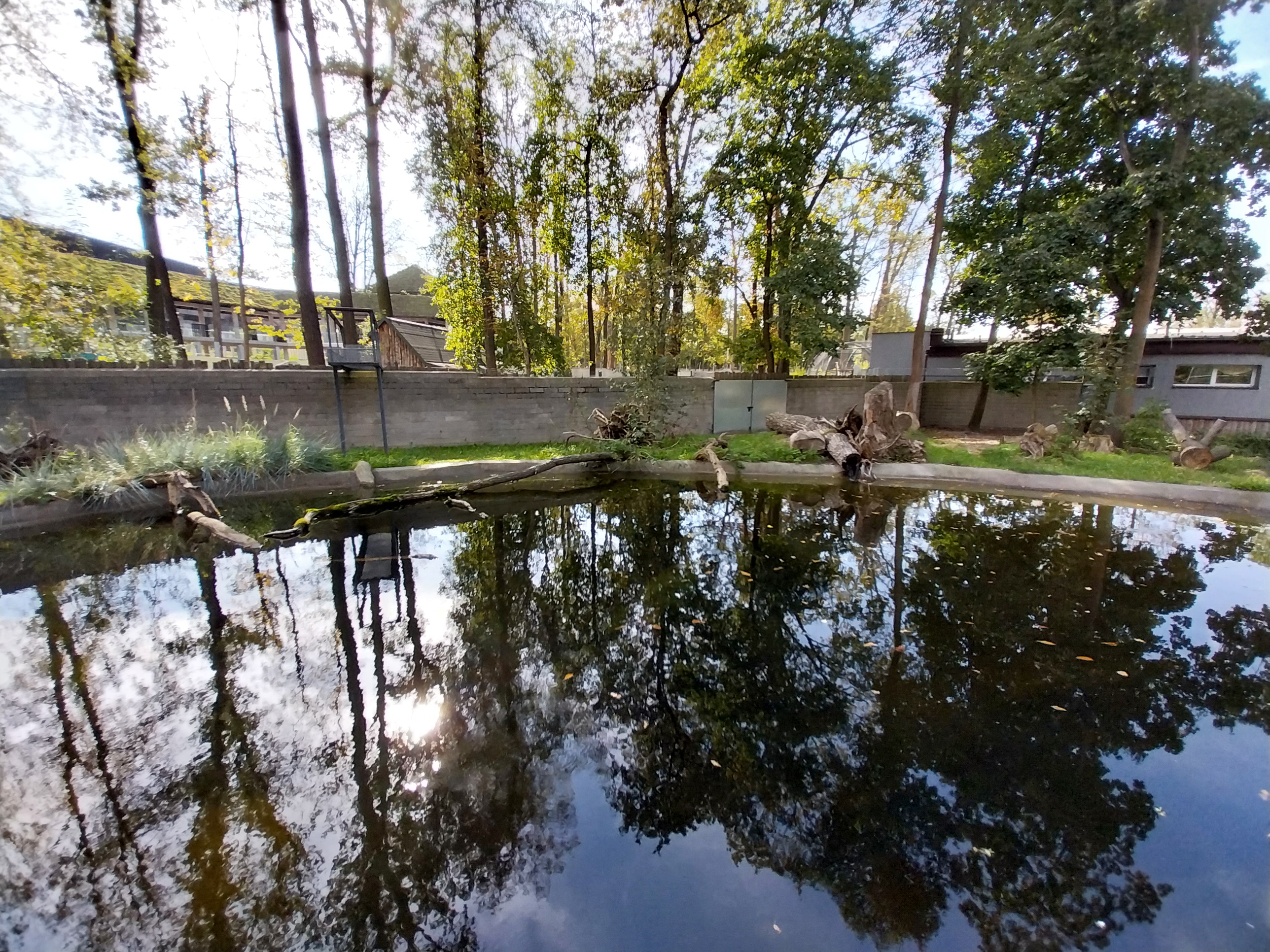 South-America House - Giant River Otter (Pteronura brasiliensis)