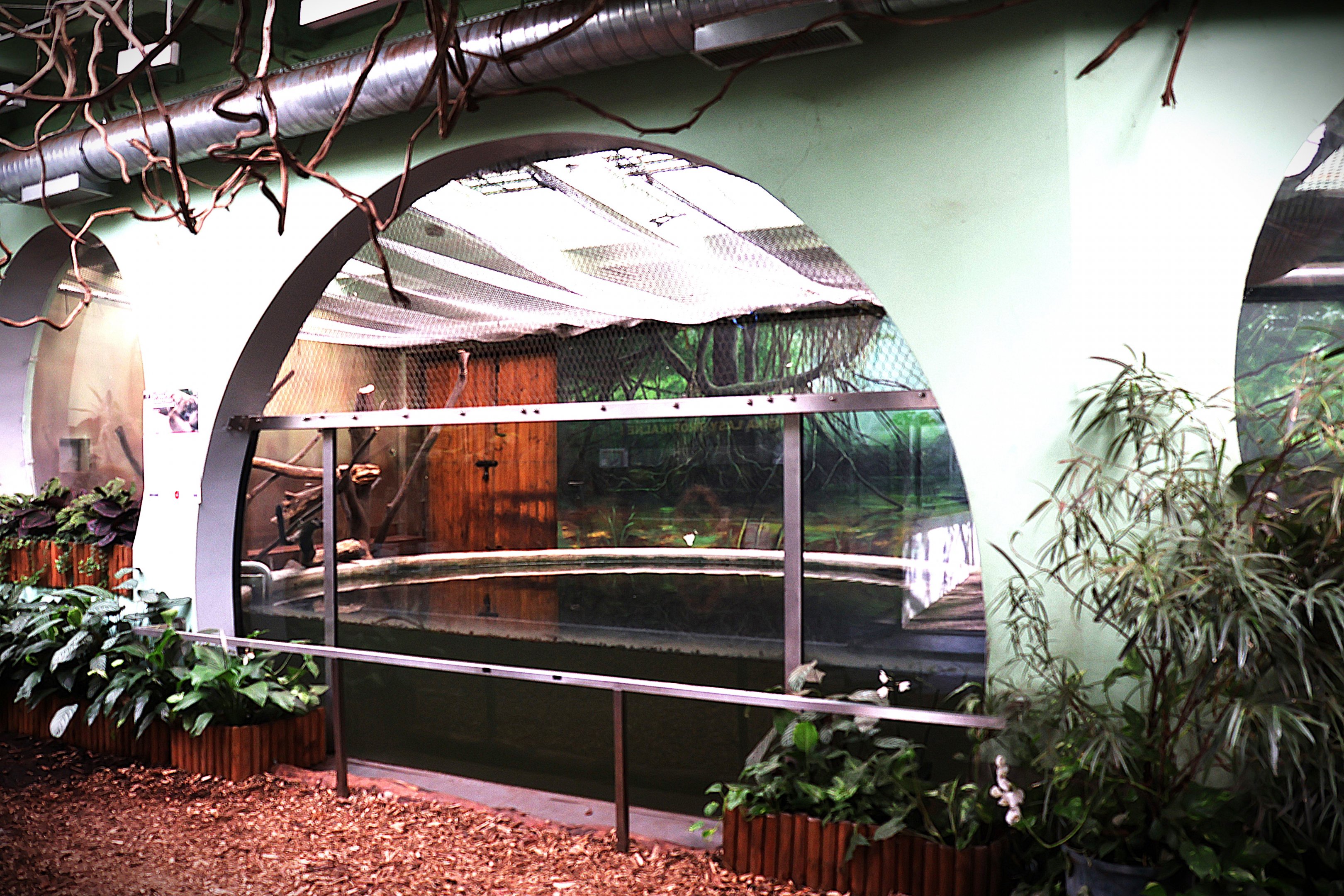 South-America House - Giant River Otter (Pteronura brasiliensis)