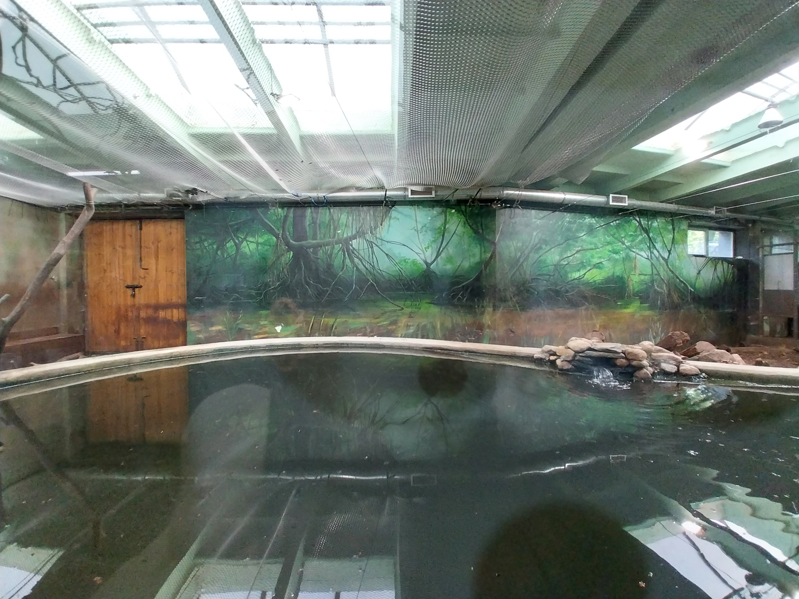 South-America House - Giant River Otter (Pteronura brasiliensis)