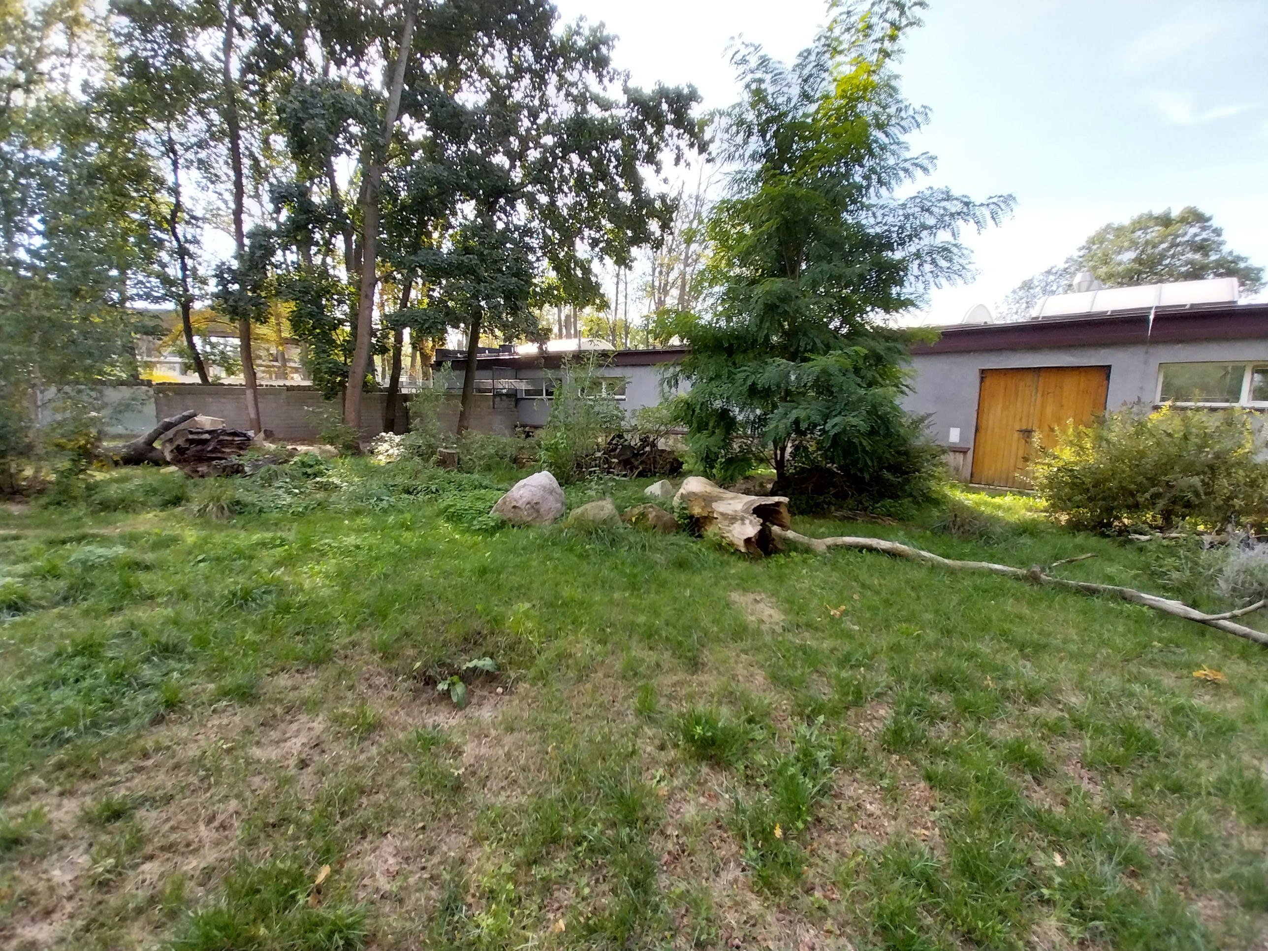South-America House - Giant River Otter (Pteronura brasiliensis)