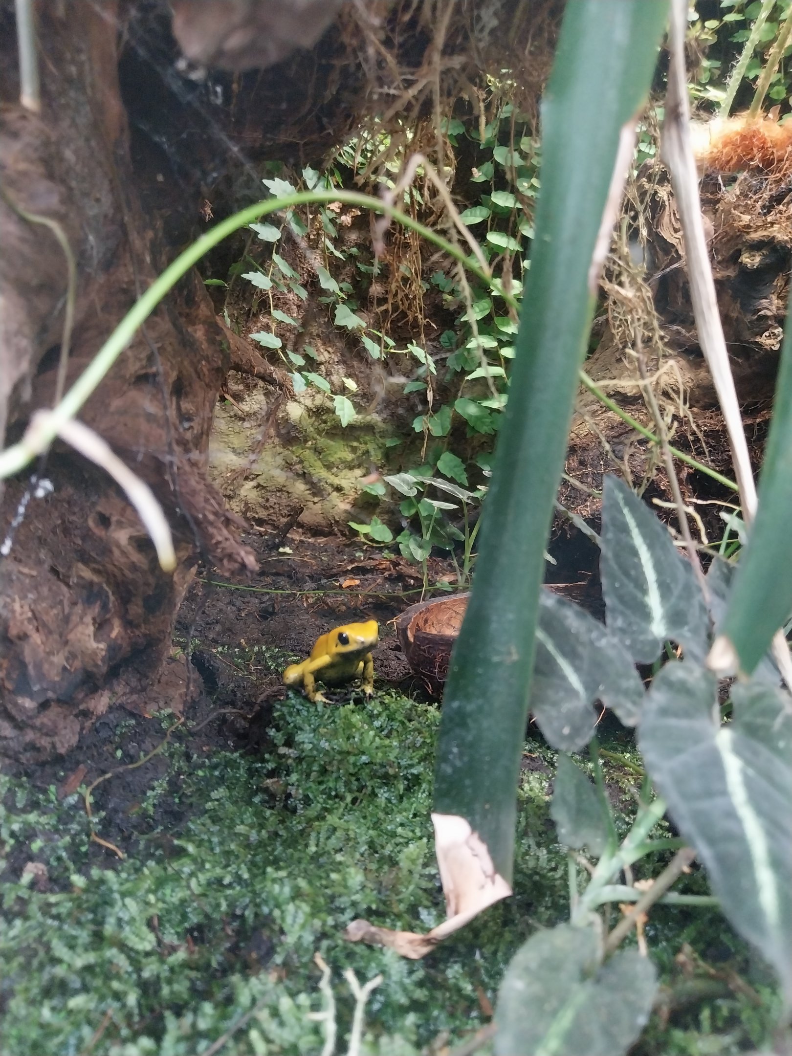 South-America House - Golden Poison Frog (Phyllobates terribilis)
