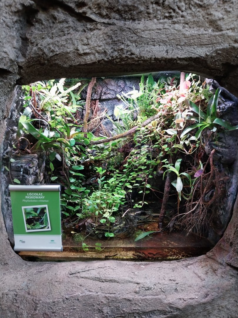 South America House - Golfodulcean Poison Dart Frog (Phyllobates vittatus)