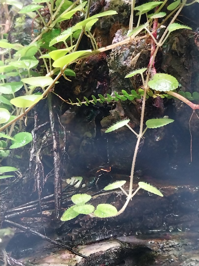 South America House - Golfodulcean Poison Dart Frog (Phyllobates vittatus)
