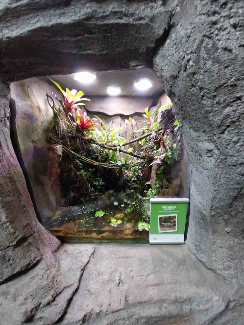 South America House - Green and black poison dart frog (Dendrobates auratus)