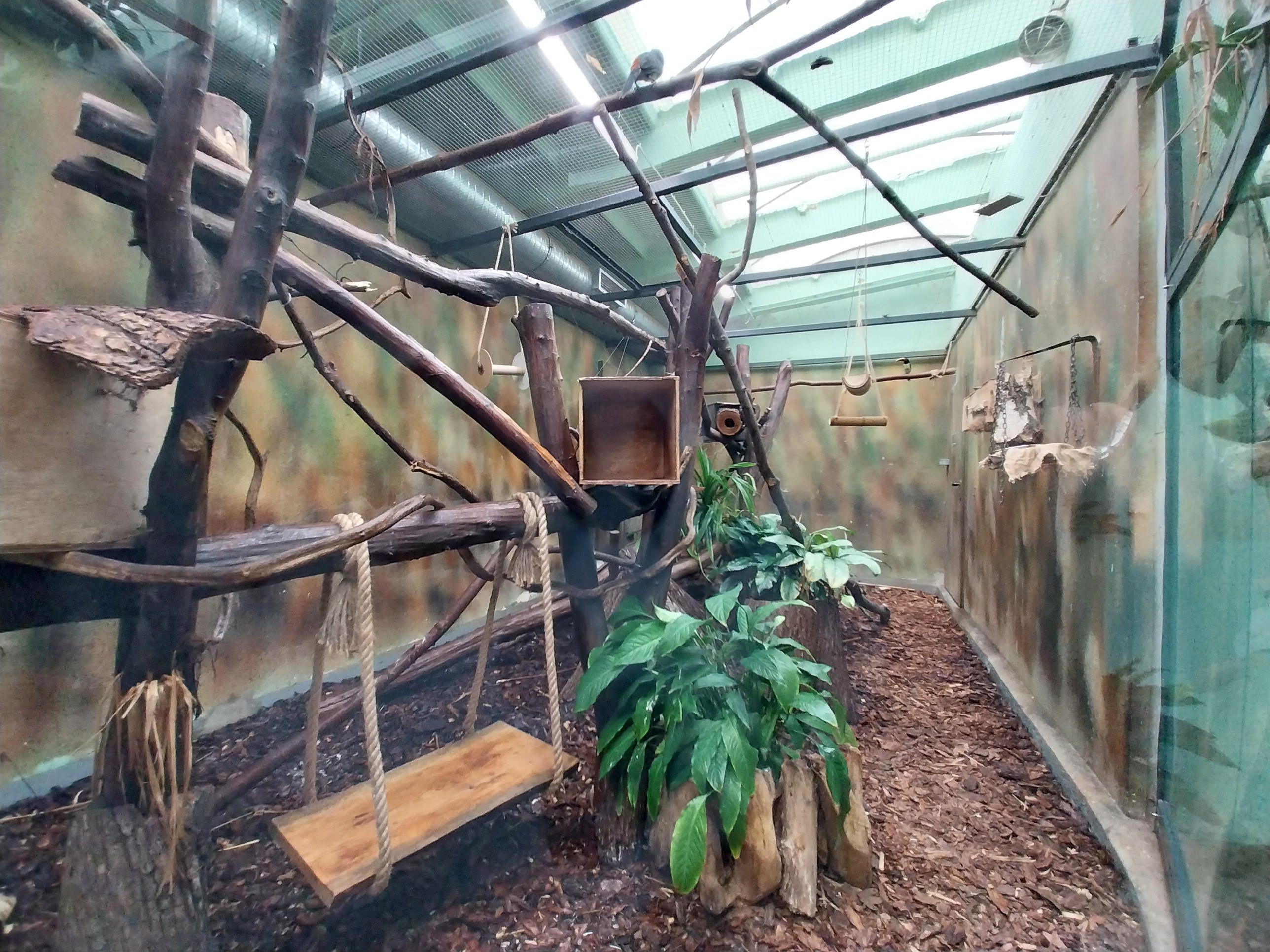 South-America House - Green Aracari (Pteroglossus viridis) and Brazilian Porcupine (Coendou prehensilis)