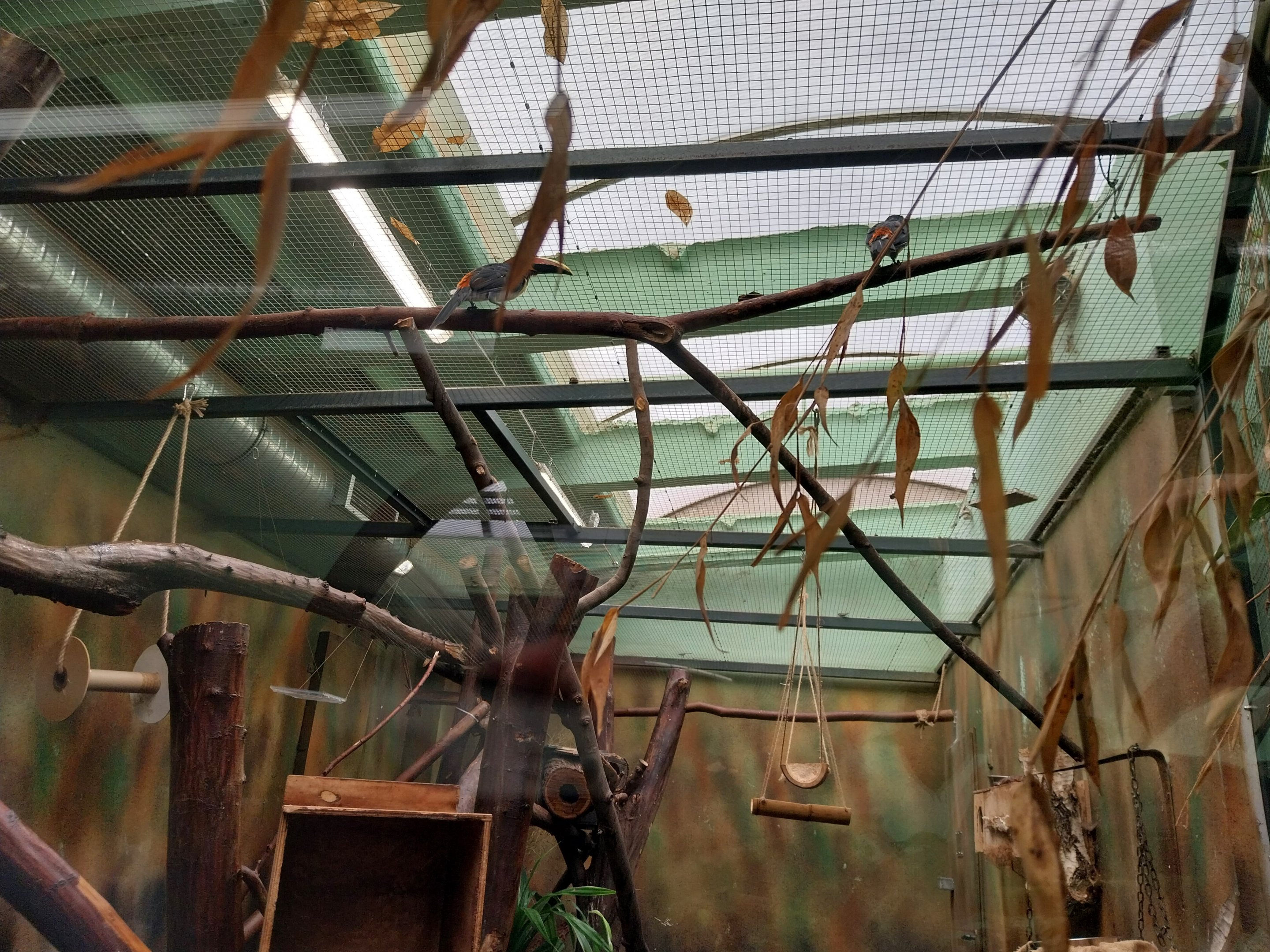 South-America House - Green Aracari (Pteroglossus viridis) and Brazilian Porcupine (Coendou prehensilis)