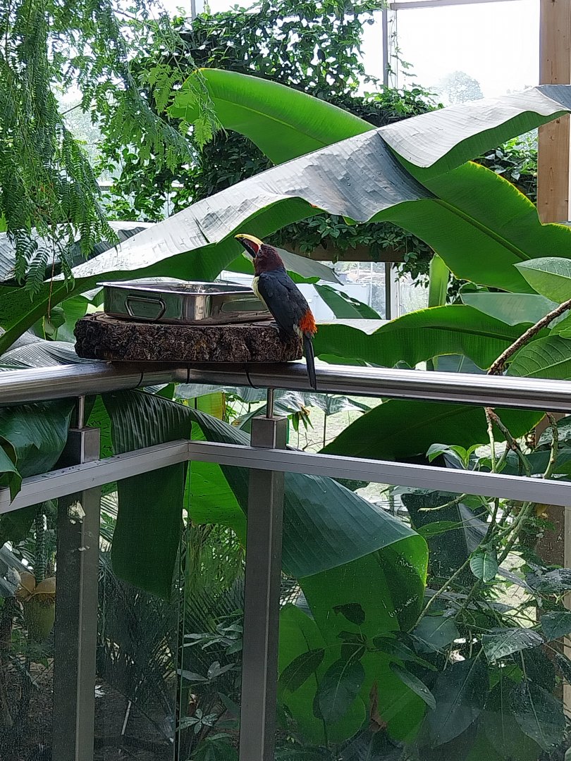 South America House - Green aracari (Pteroglossus viridis)