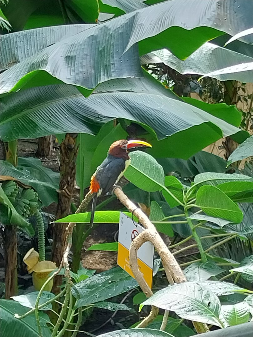 South America House - Green aracari (Pteroglossus viridis)