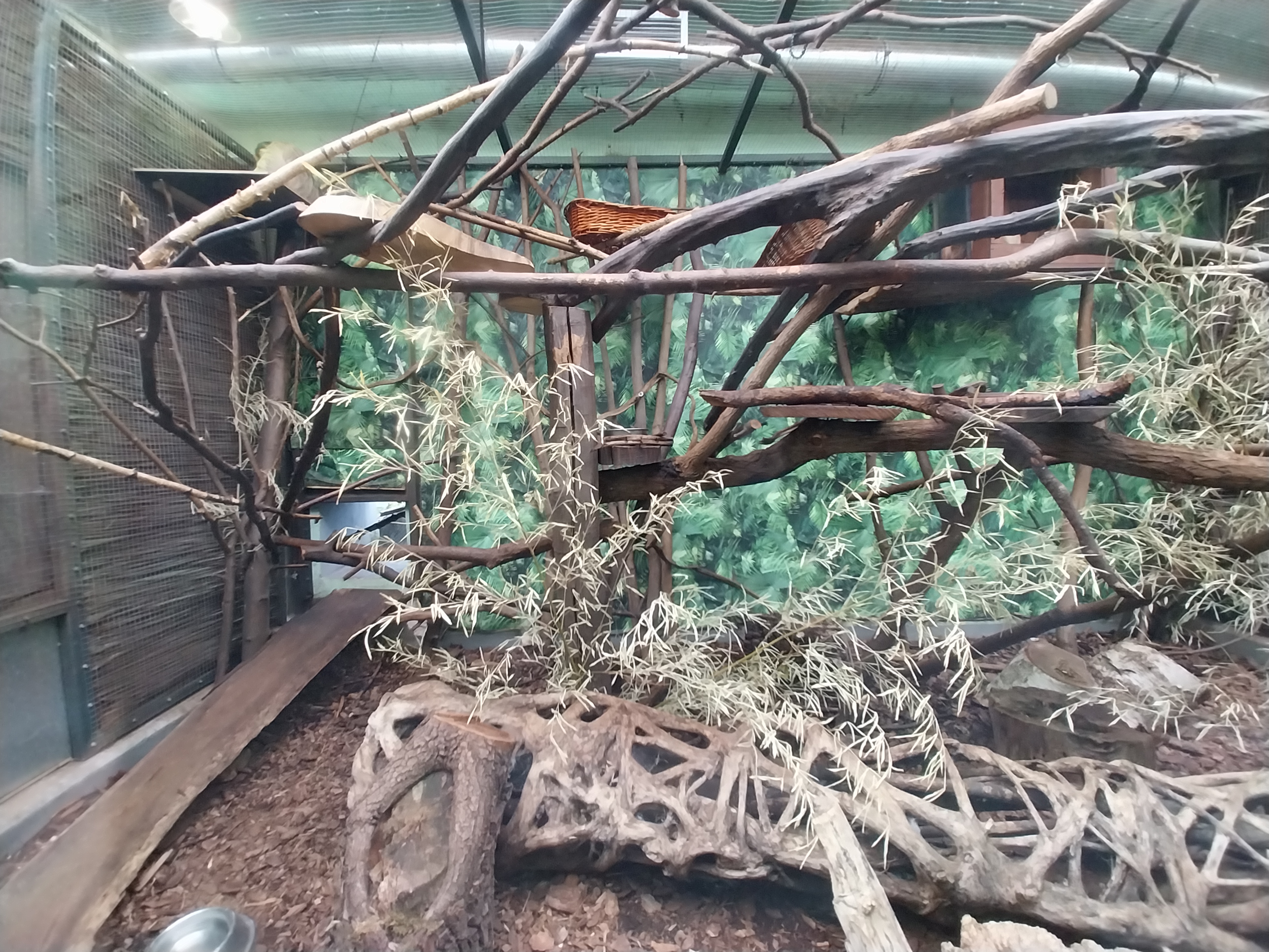 South-America House - Lineeaus Two-toed Sloth, Cotton-top Tamarin and Southern Three-banded armadillo