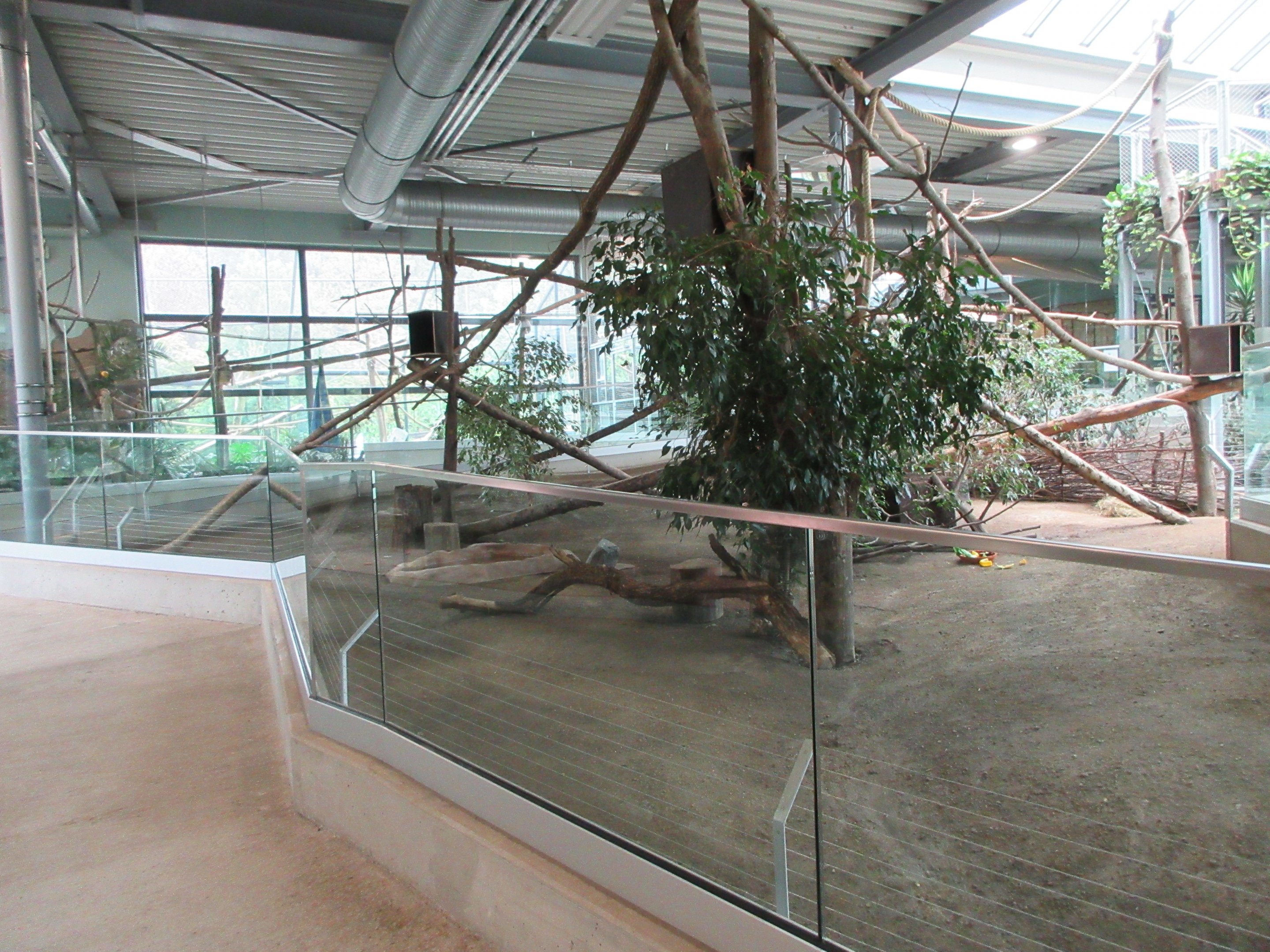 South America House - Lowland Paca/Southern Tamandua Exhibit