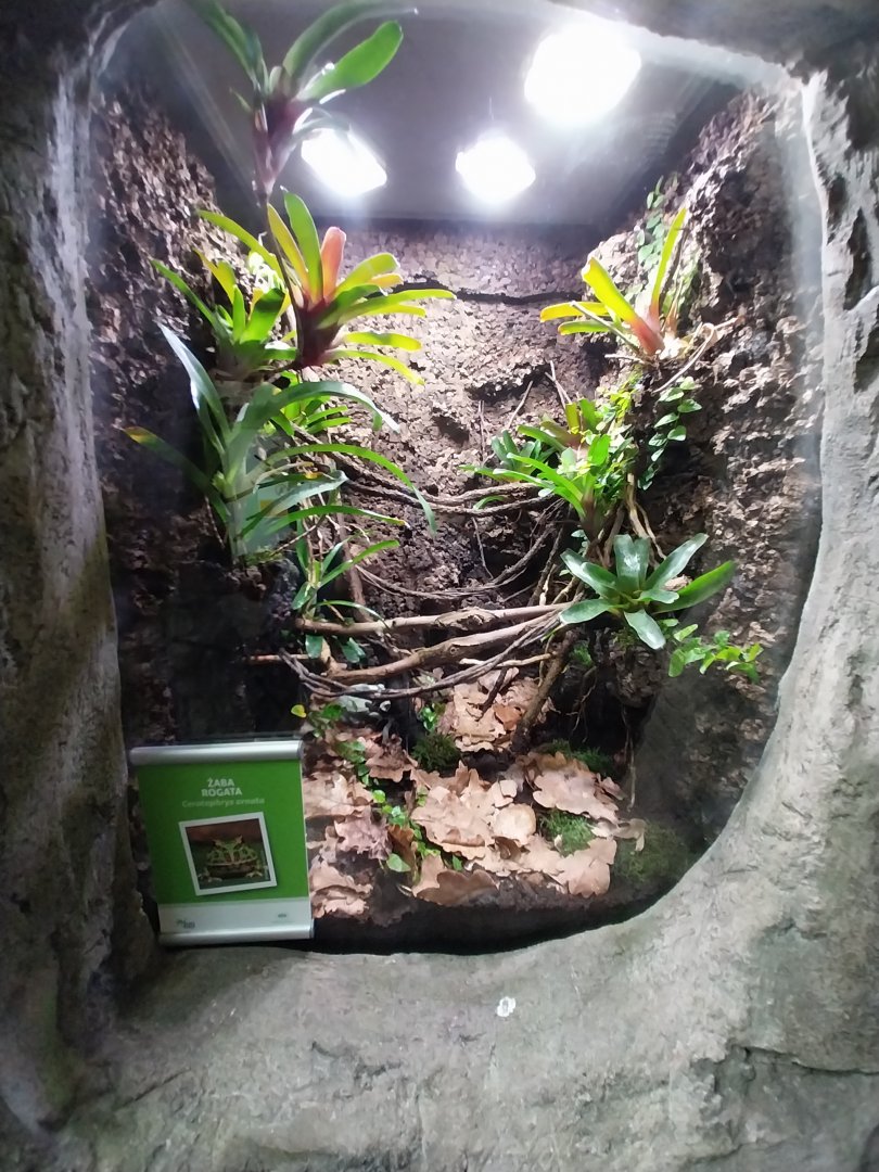 South America House - Ornate Horned Frog (Ceratophrys ornata)