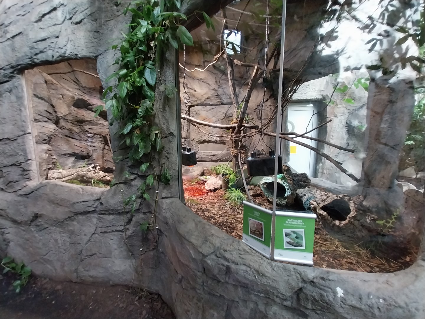 South America House - Plumed basilisk (Basilliscus plumifrons) + Red-footed tortoise (Chelonoidis carbonarius)