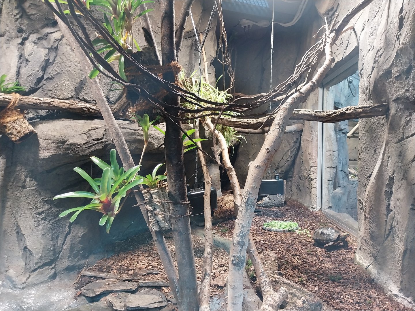 South America House - Plumed basilisk (Basilliscus plumifrons) + Red-footed tortoise (Chelonoidis carbonarius)