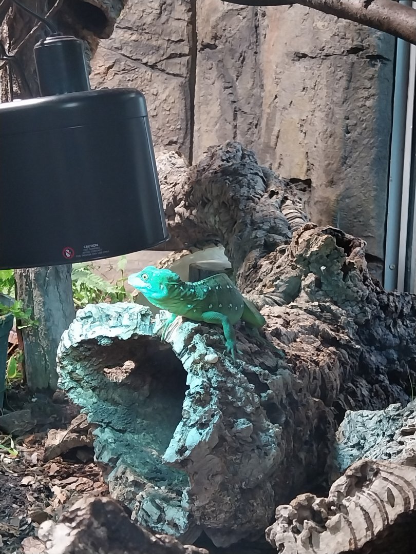 South America House - Plumed basilisk (Basilliscus plumifrons)