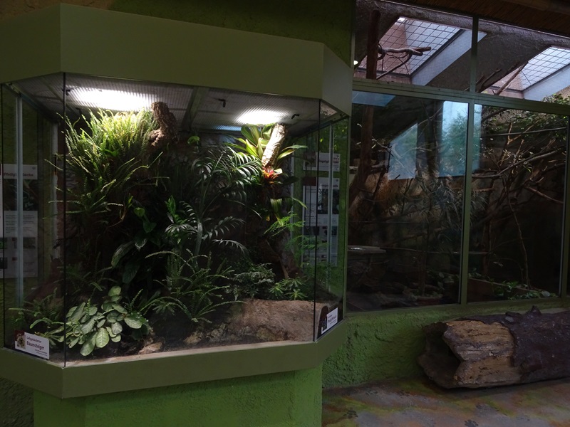 South America House: Poison dart frogs / pygmy marmoset + armadillo