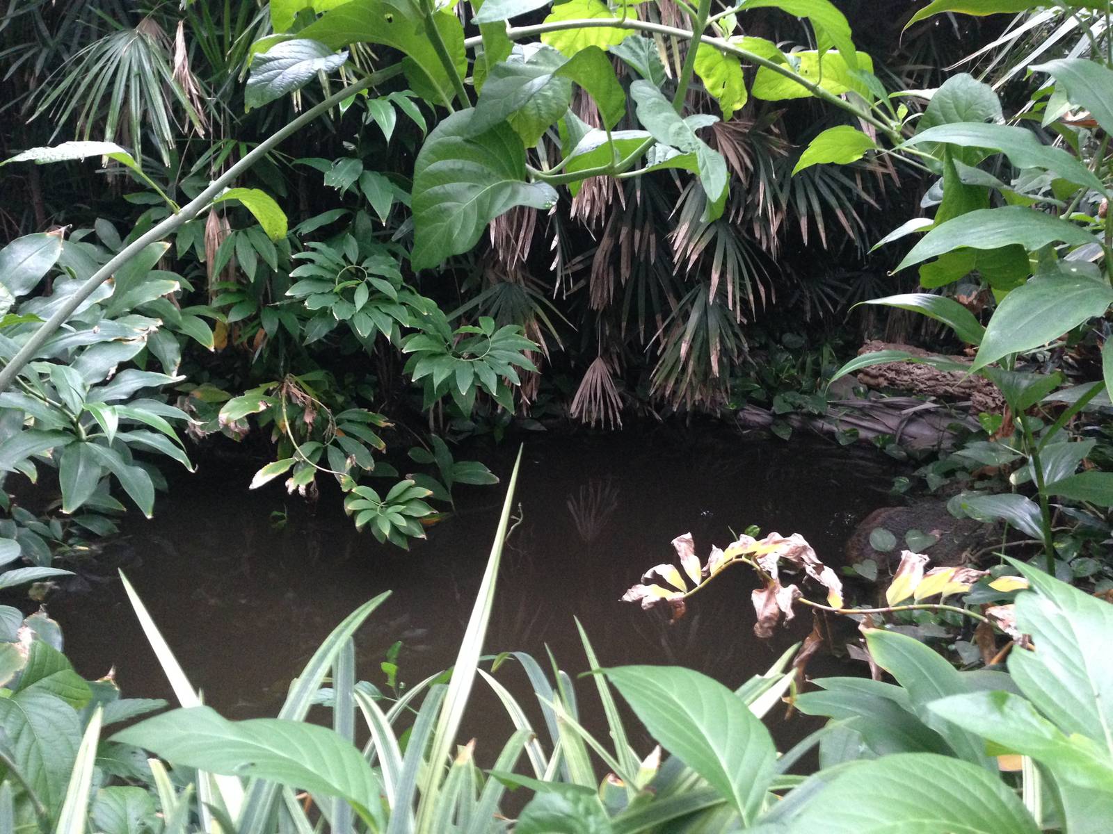 South America House Pond at Tropical World - 02/10/2013