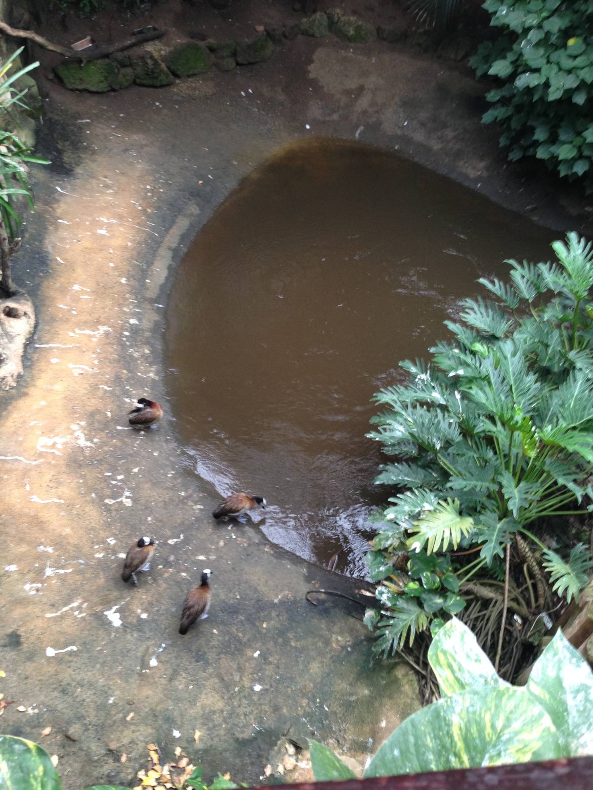 South America House Pond at Tropical World - 02/10/2013