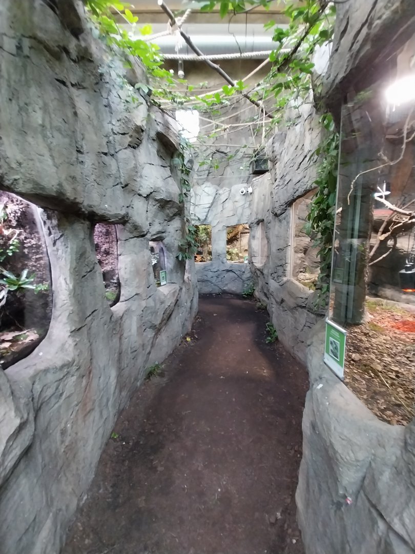 South America House - Reptile section