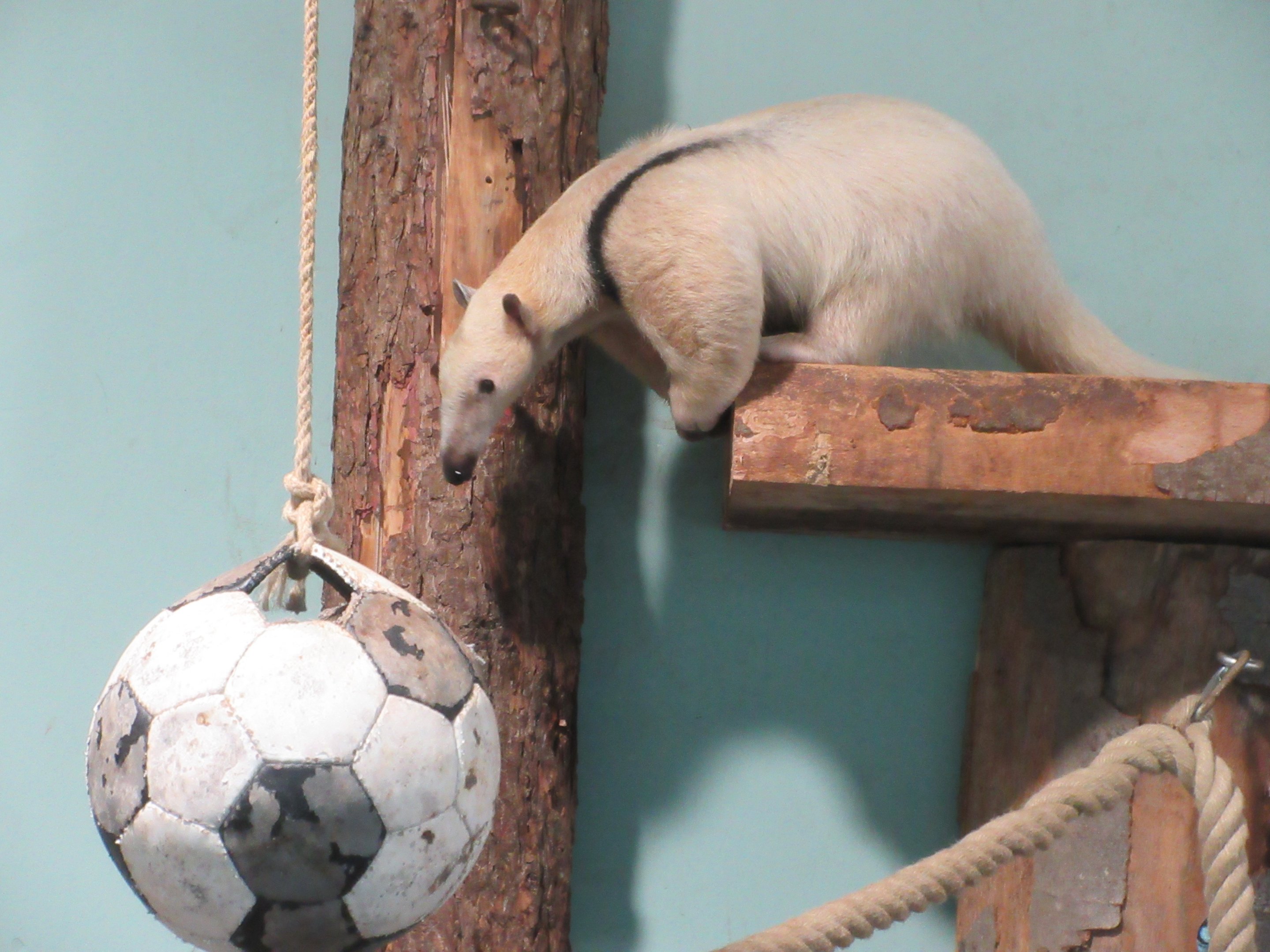 South America House - Southern Tamandua + Football