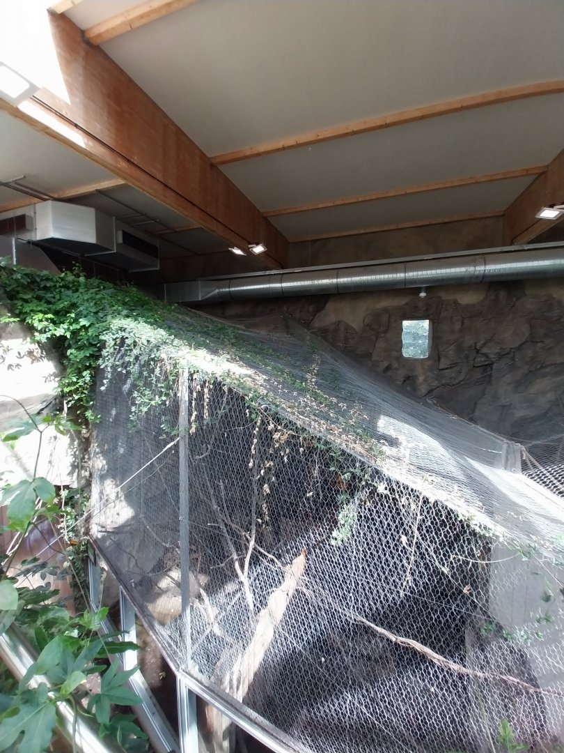 South America House - Upper Floor - Bearded Emperor Tamarin exhibit