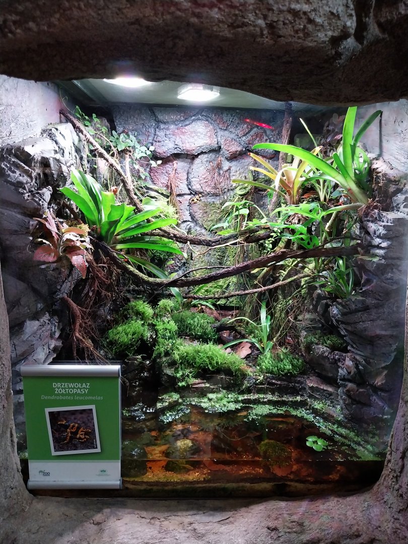 South America House - Yellow-banded Poison Dart Frog (Dendrobates leucomelas)