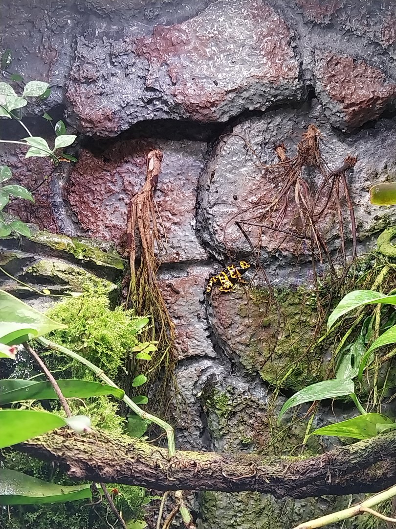 South America House - Yellow-banded Poison Dart Frog (Dendrobates leucomelas)