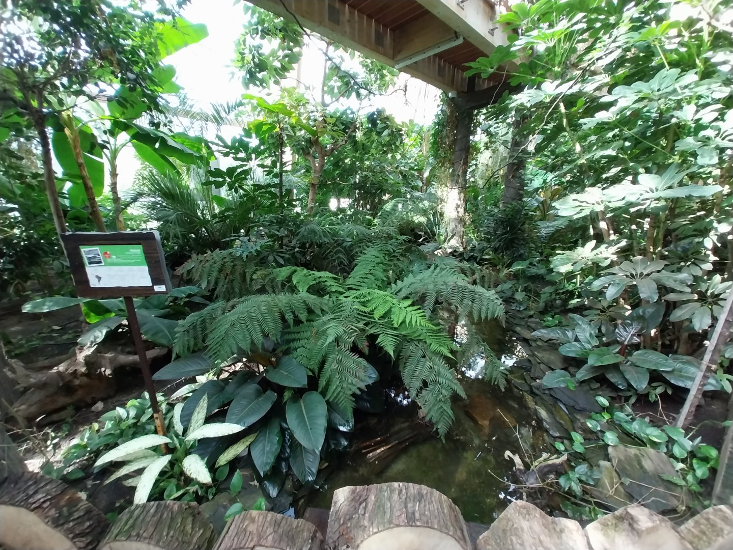 South America House - Yellow-spotted River Turtle (Podocnemis unnifilis)