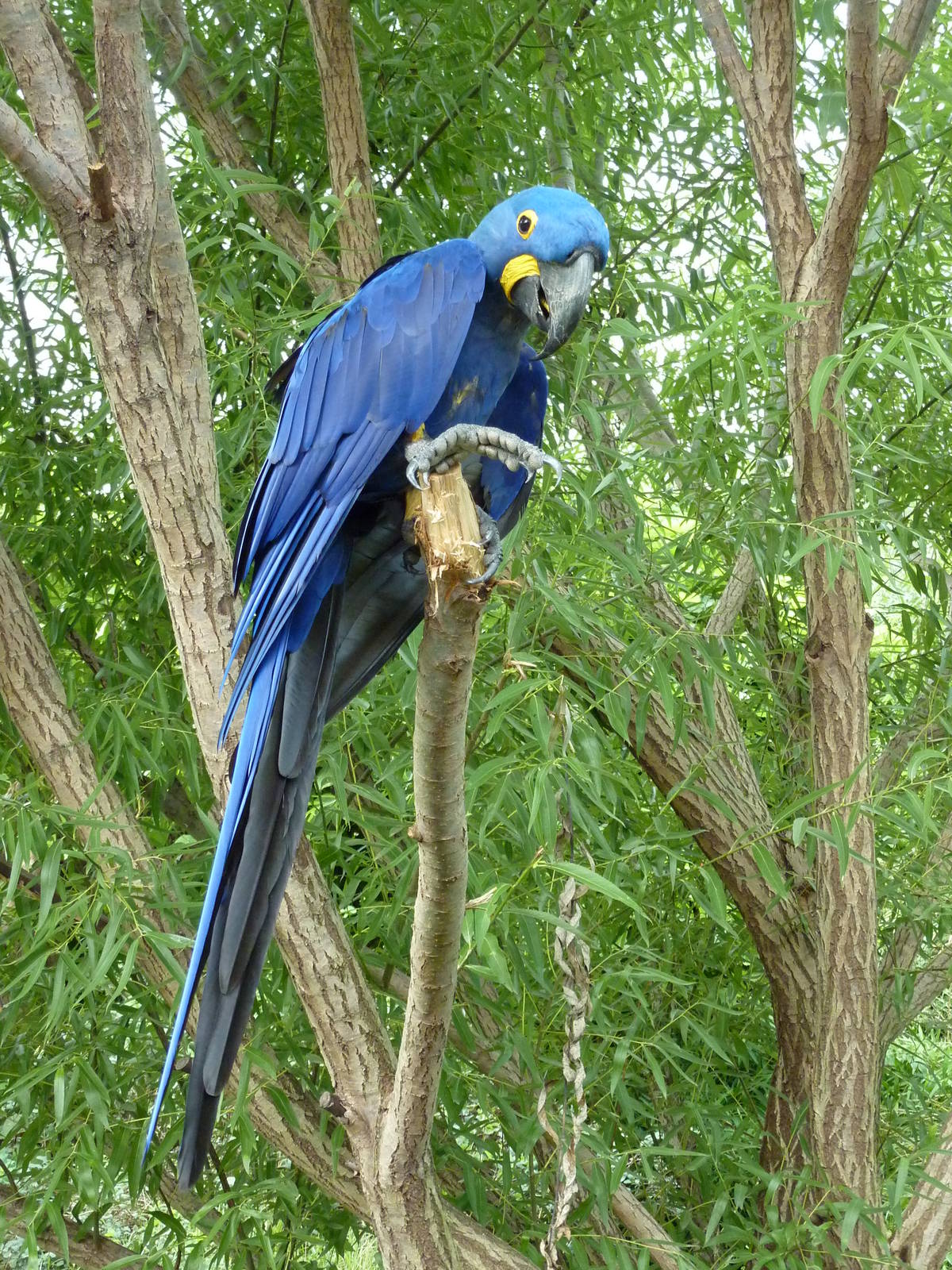 South America - Hyacinth Macaw