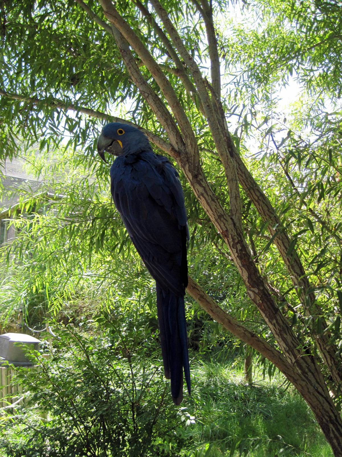 South America-Hyacinth Macaw